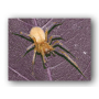 Ragno dal sacco giallo (Cheiracanthium punctorum) 