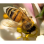 Foto di un ape in rilievo