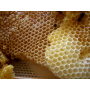 Un nido di api. Le celle si affacciano direttamente all'esterno senza nessun tipo di protezione.