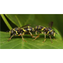 Foto di una coppia di vespe