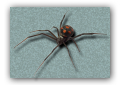 Un morso quasi fatale, anche in Europa i ragni sono velenosi.