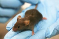 Gli ultrasuoni e la disinfestazione ecologica da topi